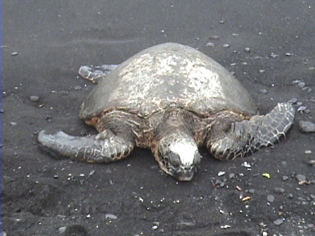 Sacred Honu-Good Luck Symbol