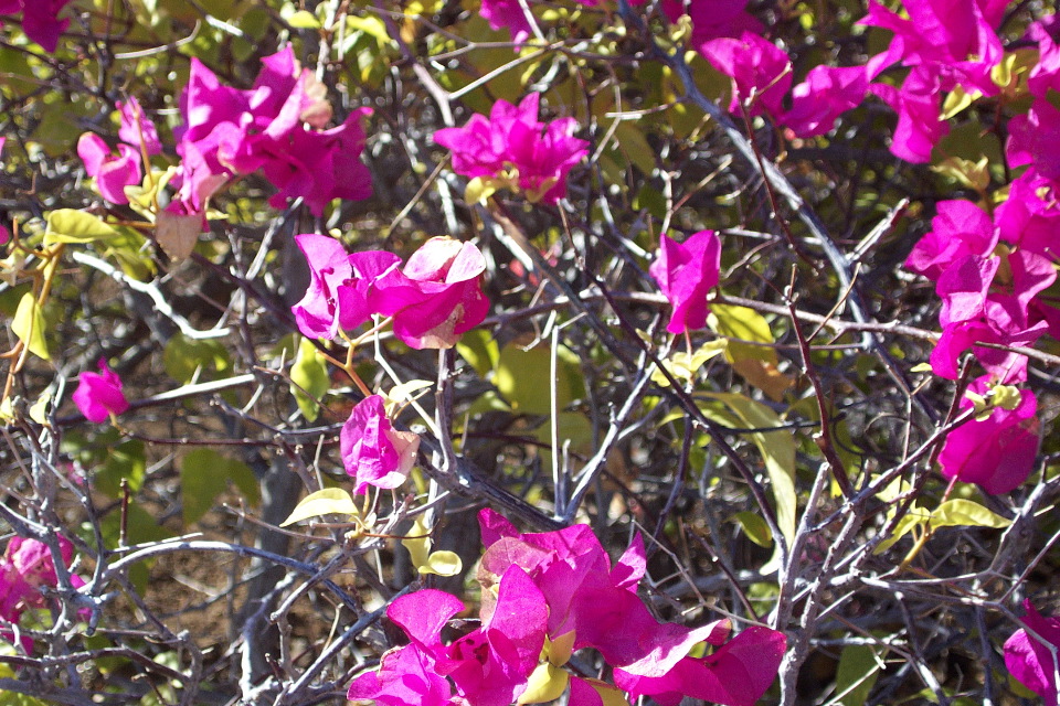 Bouganvilla